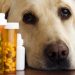 There Are No Valid Reasons Why You Must Not Use Online Pet Pharmacies
