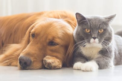 Why Your Pet Need Regular Health Checkup?