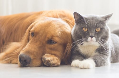 Why Your Pet Need Regular Health Checkup?