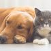 Why Your Pet Need Regular Health Checkup?