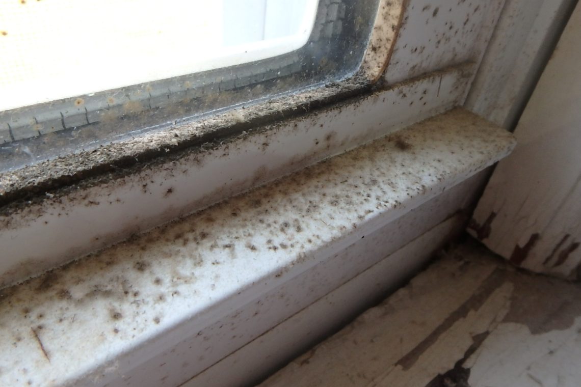 Prevent the growth of mold by conducting mold inspection