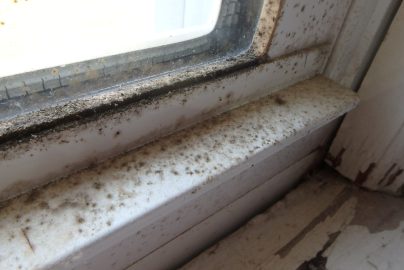 Prevent the growth of mold by conducting mold inspection