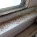 Prevent the growth of mold by conducting mold inspection