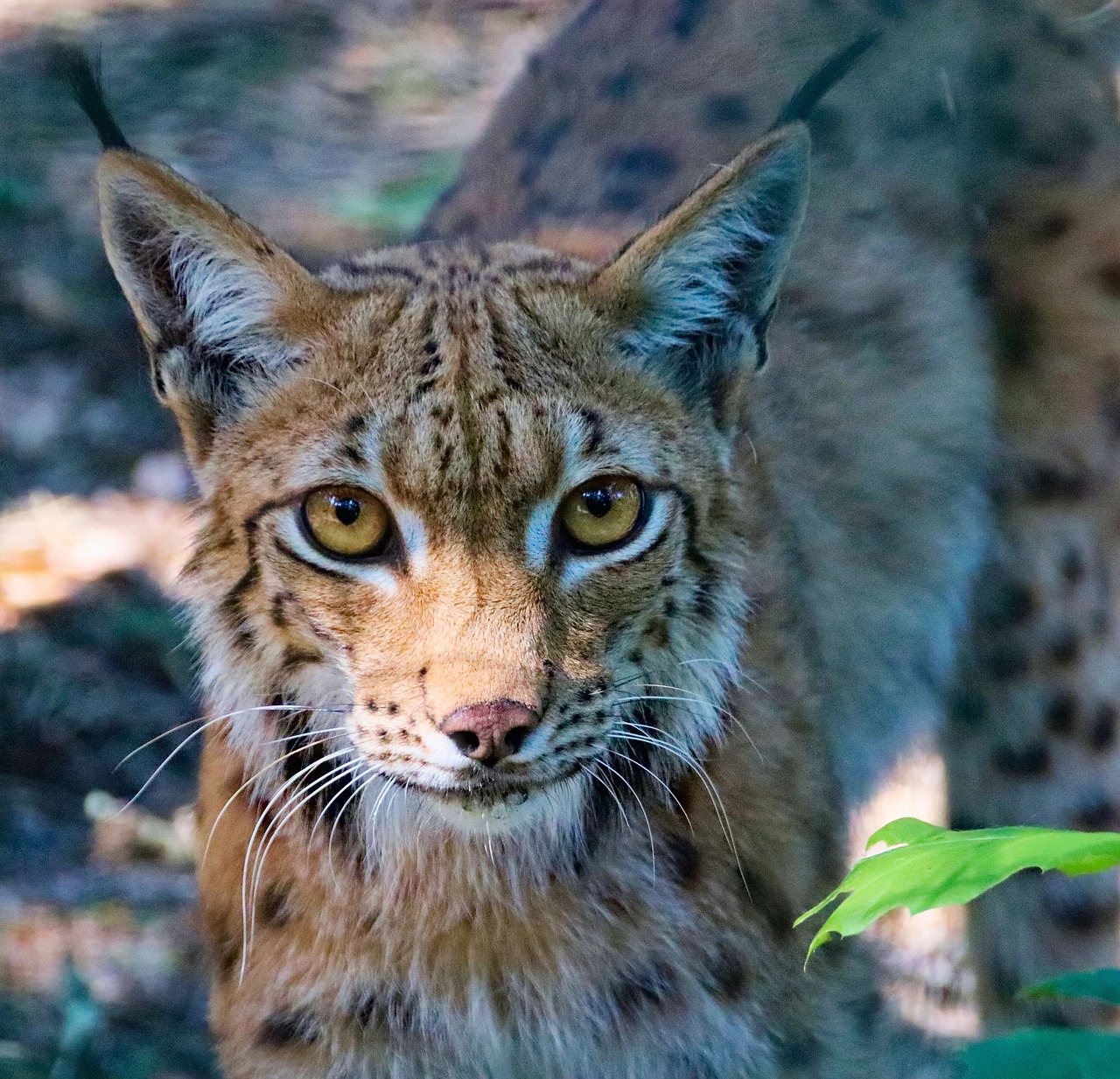 Feature, the eurasian lynx, beast — Functional Meals: Definition, Advantages, and you will Uses