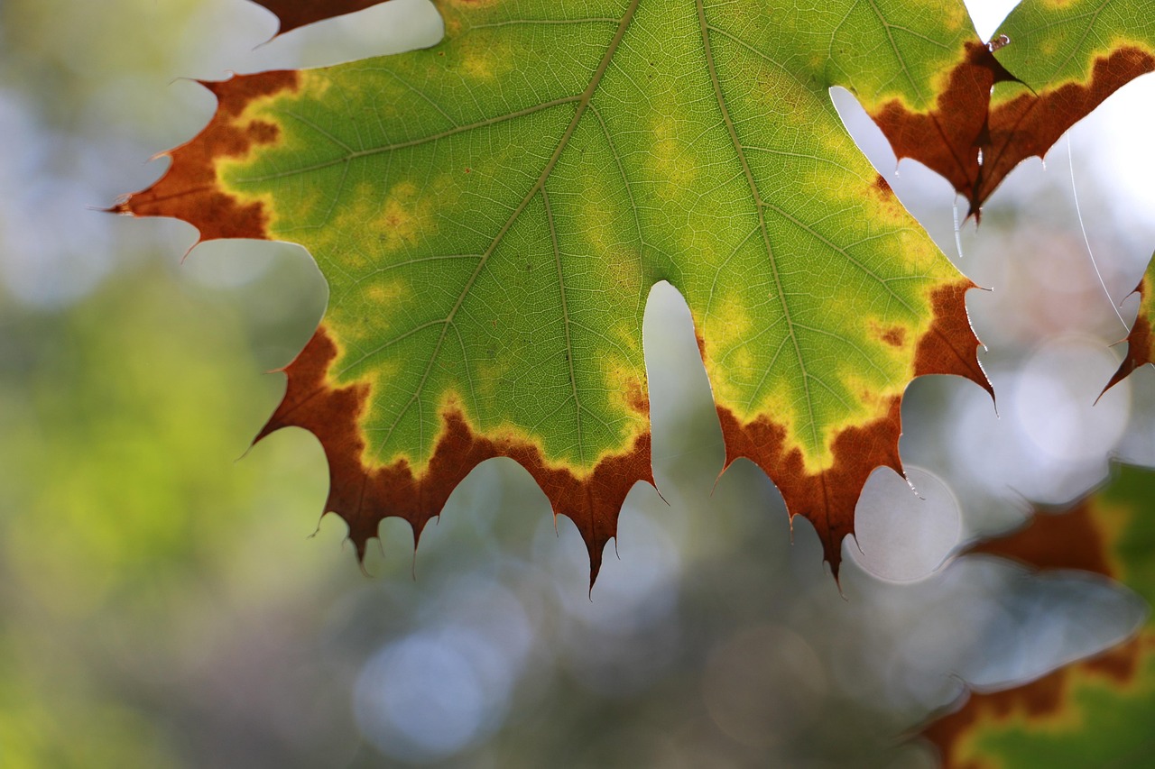 Winter, nature, leaf — Making a Masterpiece: A Paint by Numbers Adventure