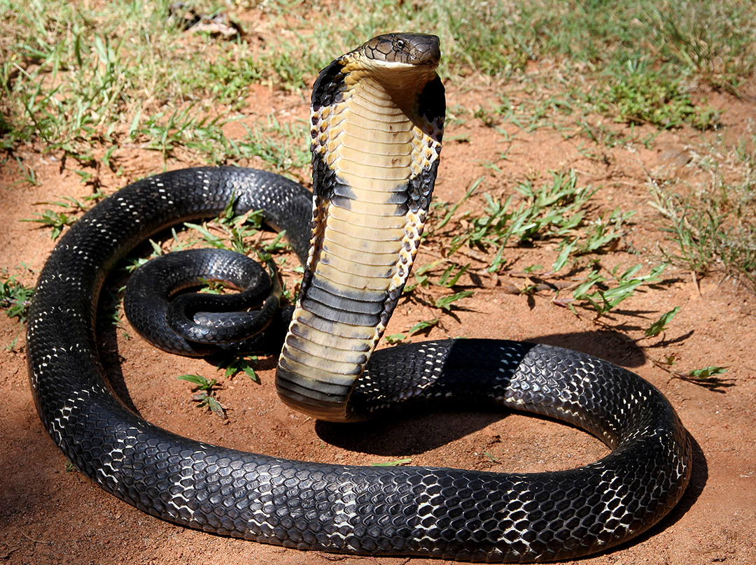 Slithering Surprises: Understanding Common Snake Species in Singapore