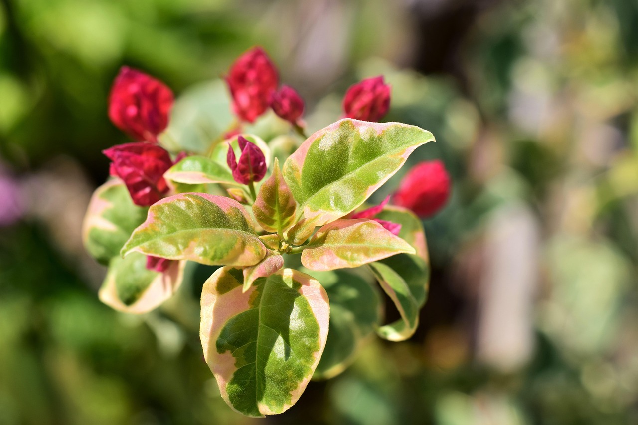 Bougainvillia, bloom red, leaves white green — The Growing Use of Fake IDs by Minors