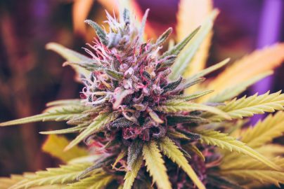 Close-up of a vibrant cannabis flower surrounded by green leaves.